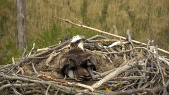 Webcam Machynlleth - Falco Pescatore