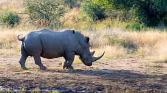 Animali selvaggi della Namibia