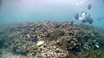 Cámara submarina - República Dominicana