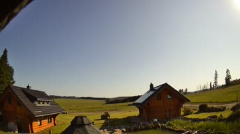 Tanne im Harz